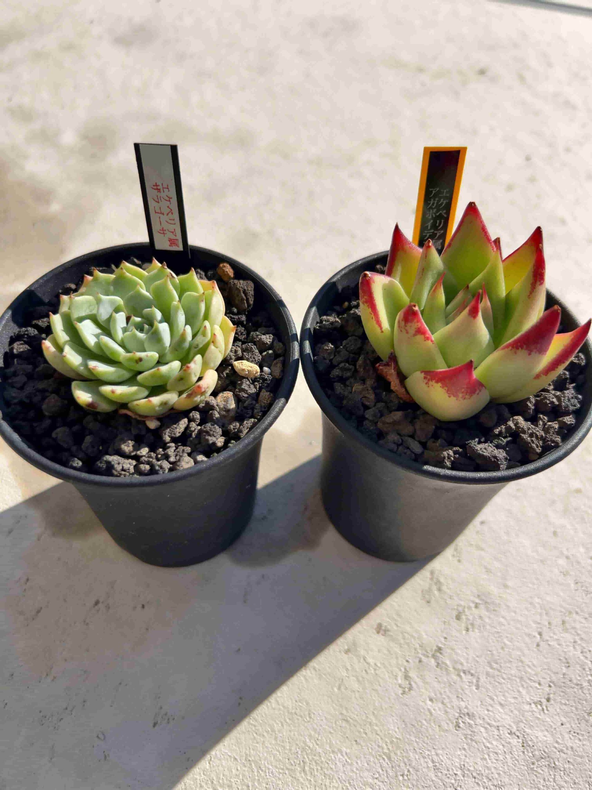 【訳あり】アガベ、多肉植物　いろいろ　まとめて 訳あり】アガベ、多肉植物 いろいろ まとめて